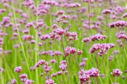 Verbena bonariensis (IJzerhard)