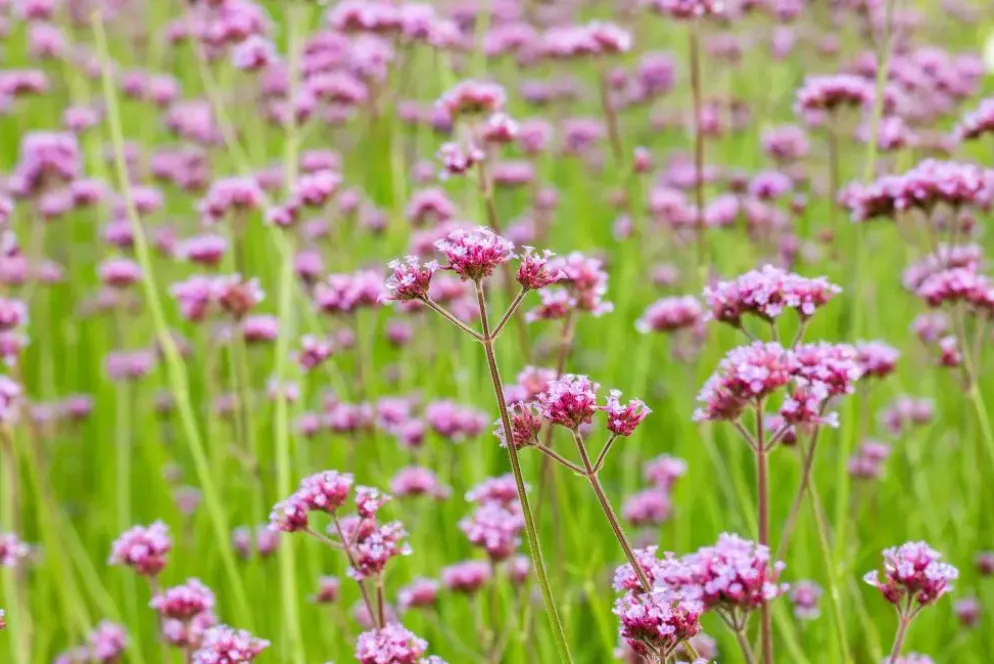 Verbena bonariensis (IJzerhard)