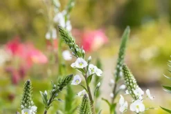 Veronica gentianoides (Ereprijs)