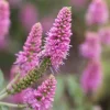 Veronica longifolia (Lange ereprijs)