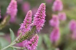 Veronica longifolia (Lange ereprijs)