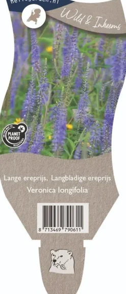 Veronica longifolia (Lange ereprijs)