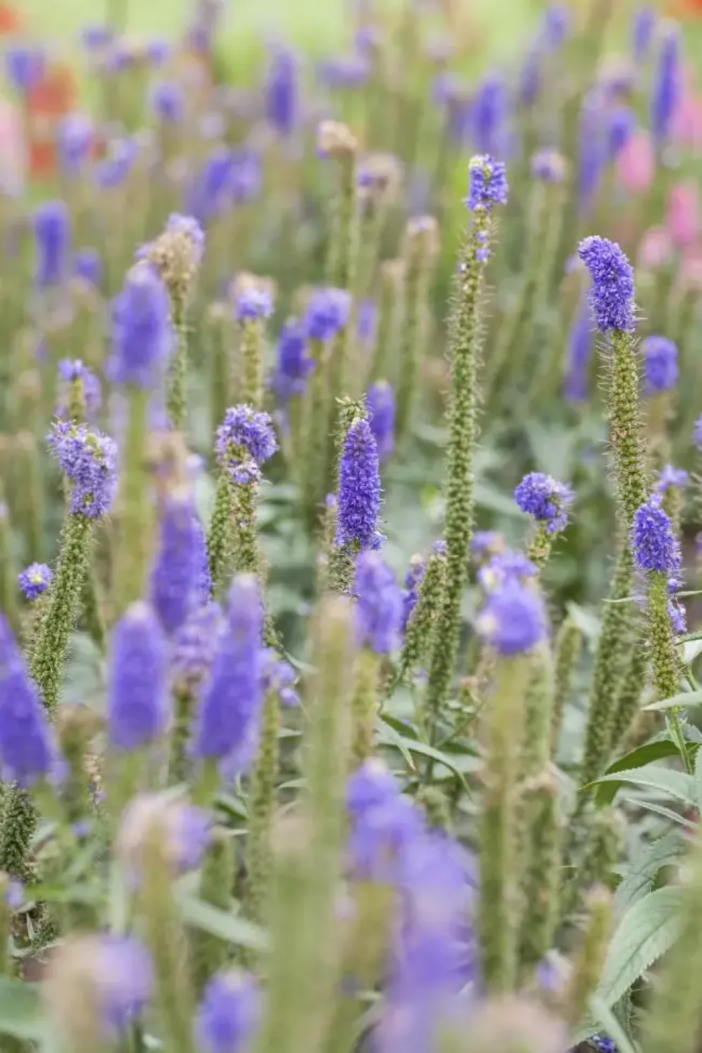 Veronica longifolia (Lange ereprijs)