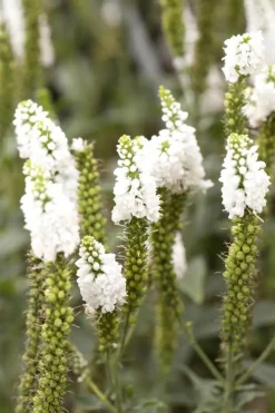Veronica longifolia (Lange ereprijs)
