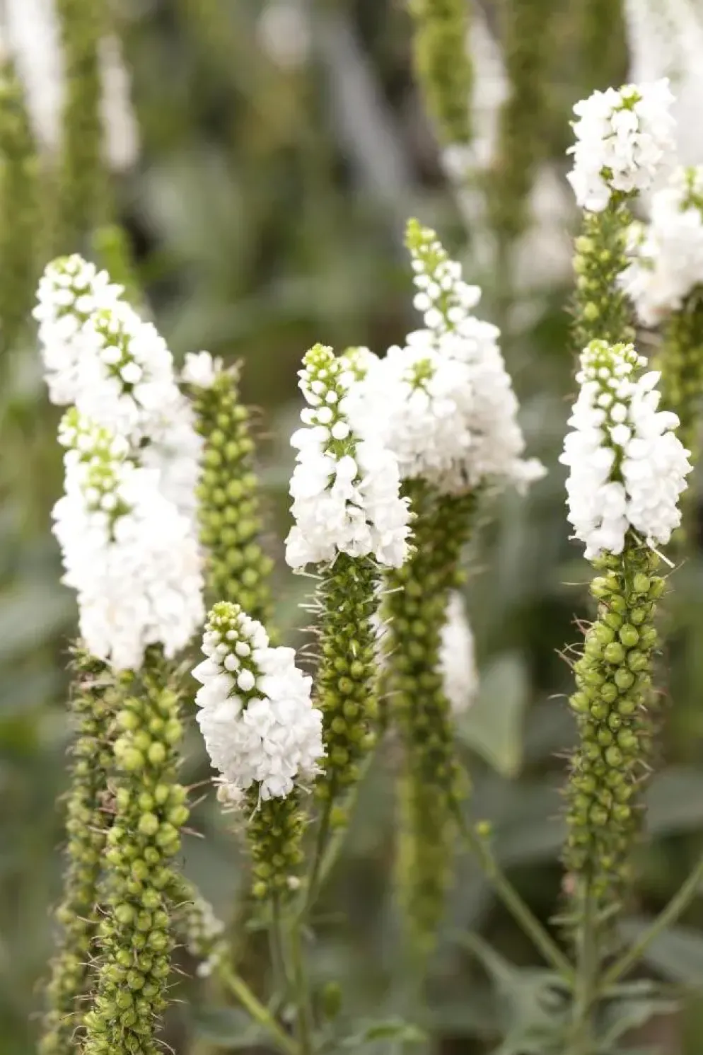Veronica longifolia (Lange ereprijs)