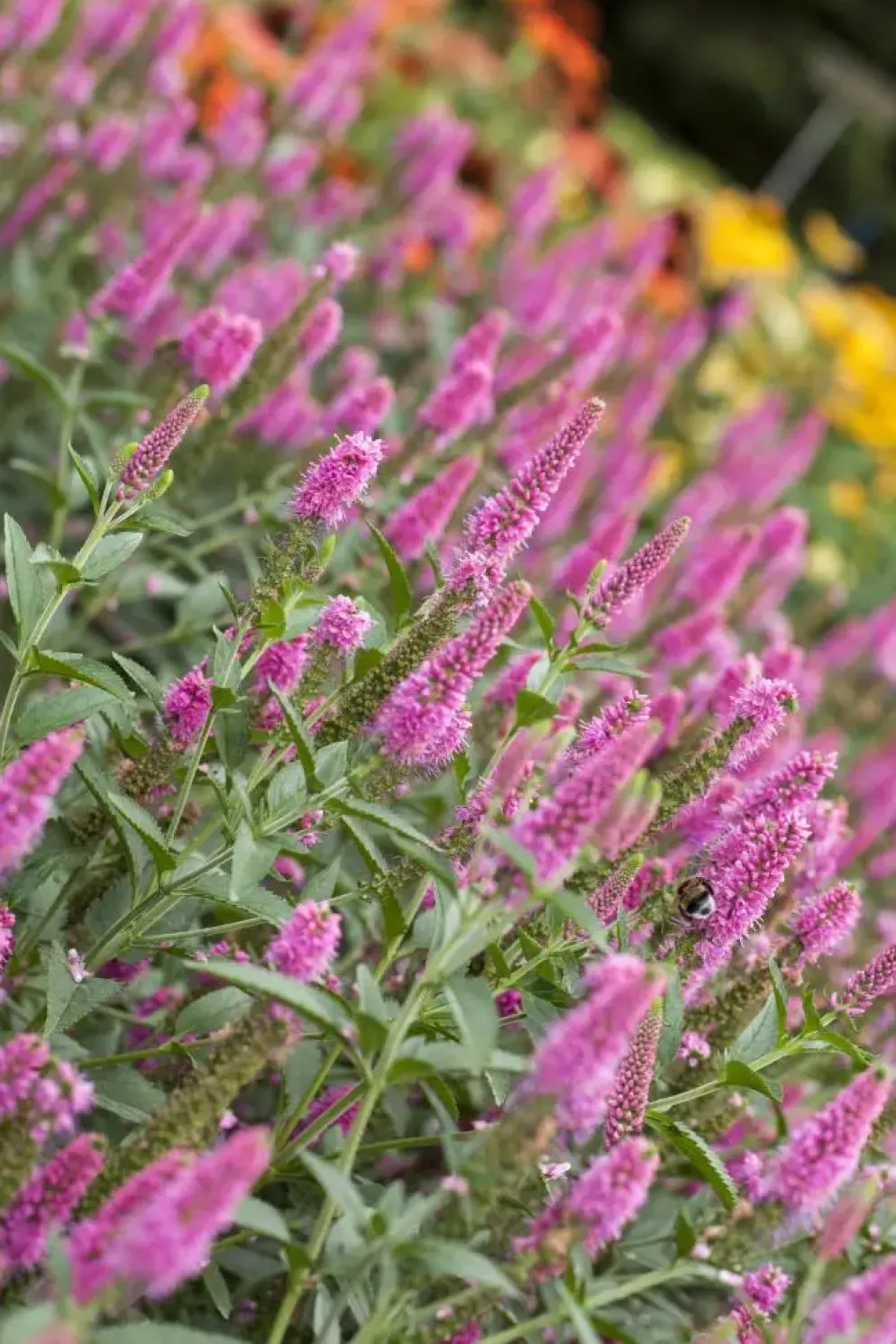 Veronica longifolia (Lange ereprijs)