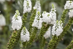 Veronica longifolia (Lange ereprijs)