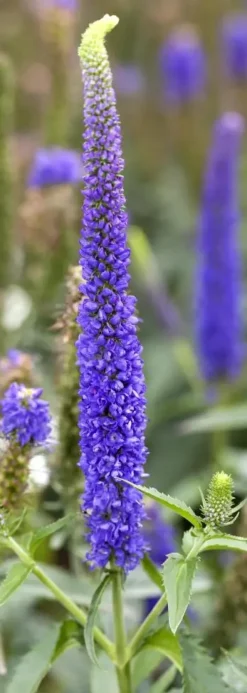 Veronica longifolia (Lange ereprijs)