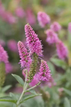 Veronica longifolia (Lange ereprijs)