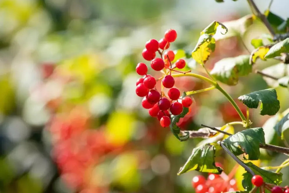 Viburnum opulus 'Compactum' (Gelderse roos 'Compactum')