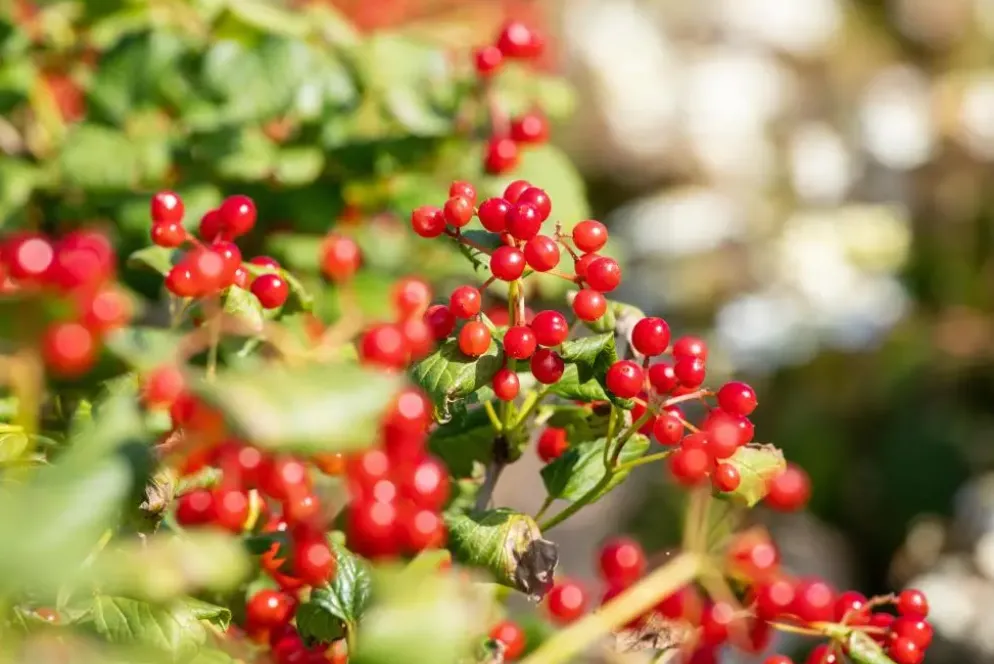 Viburnum opulus 'Compactum' (Gelderse roos 'Compactum')