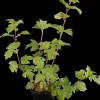Viburnum opulus 'Roseum' (Viburnum 'Roseum')