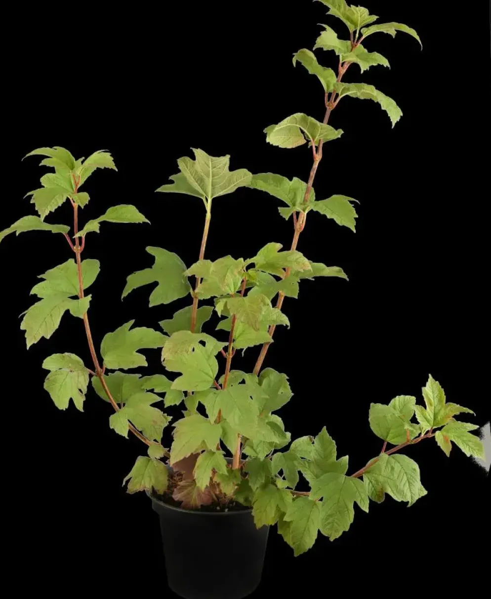 Viburnum opulus 'Roseum' (Viburnum 'Roseum')