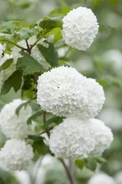Viburnum opulus 'Roseum' (Viburnum 'Roseum')