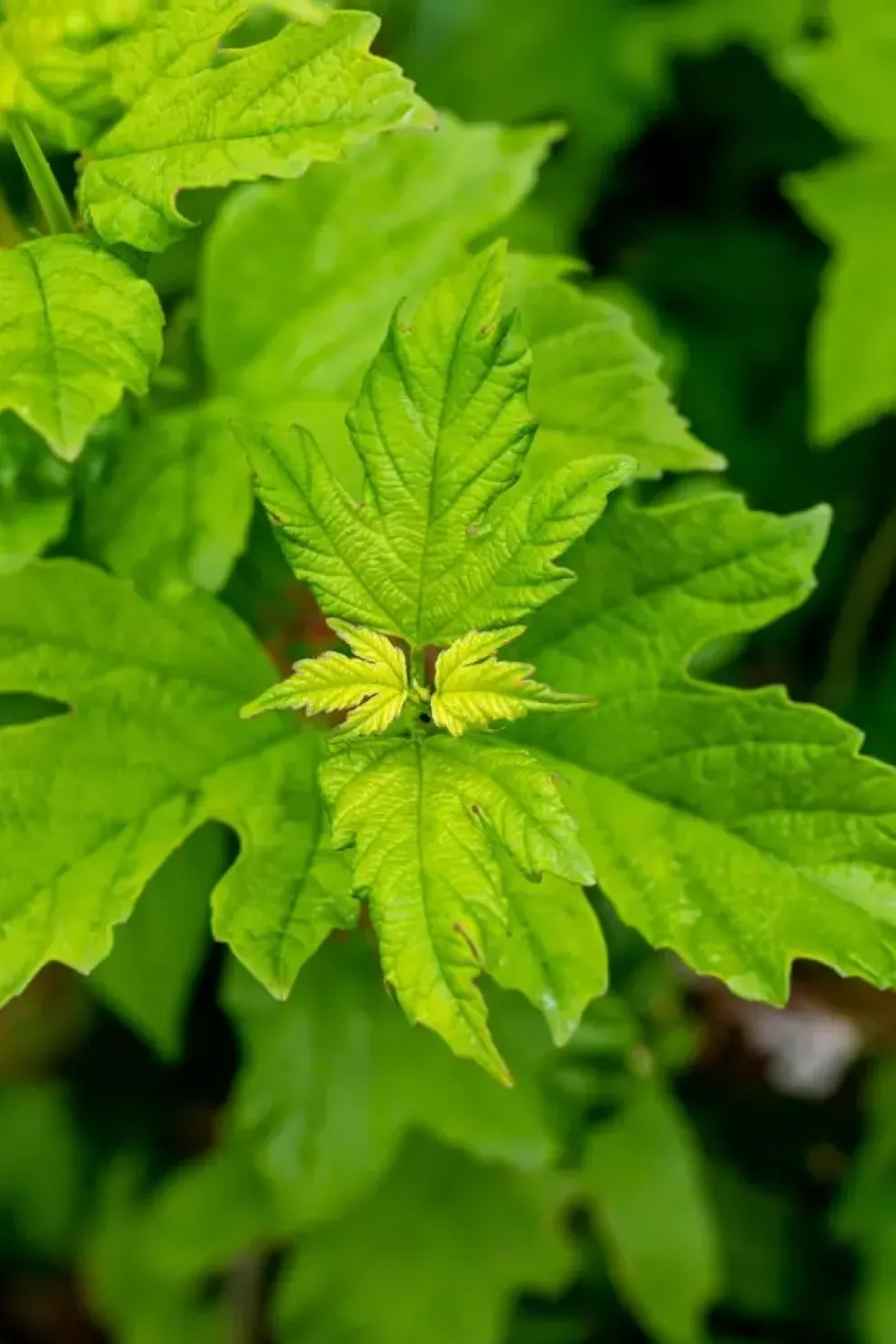 Viburnum opulus 'Roseum' (Viburnum 'Roseum')