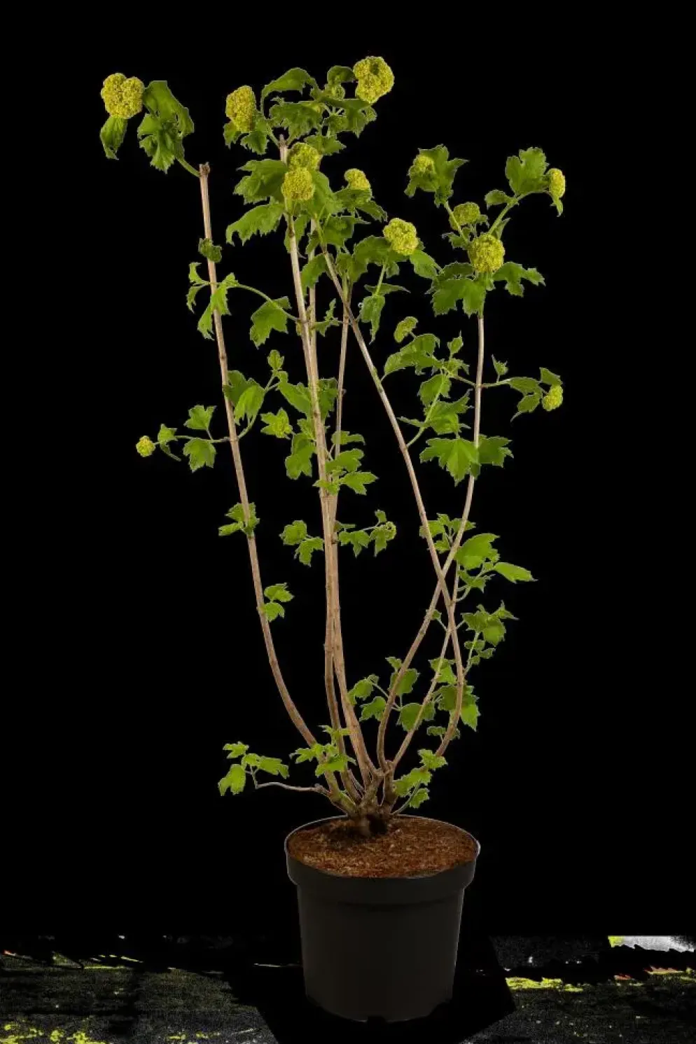 Viburnum opulus 'Roseum' (Viburnum 'Roseum')