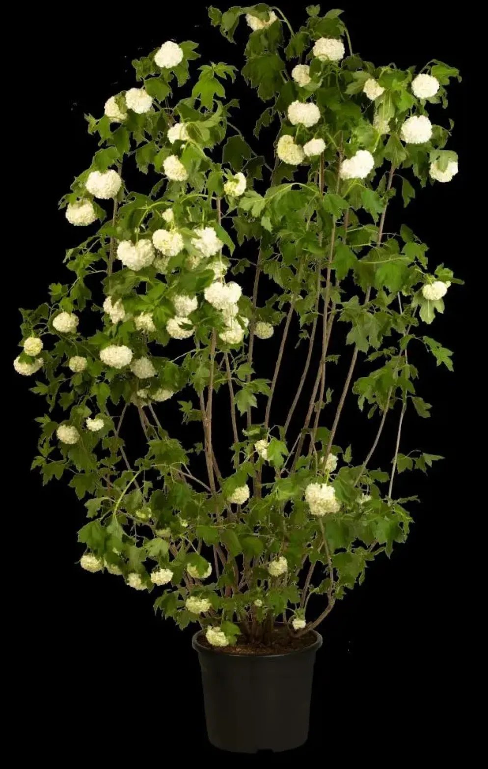 Viburnum opulus 'Roseum' (Viburnum 'Roseum')