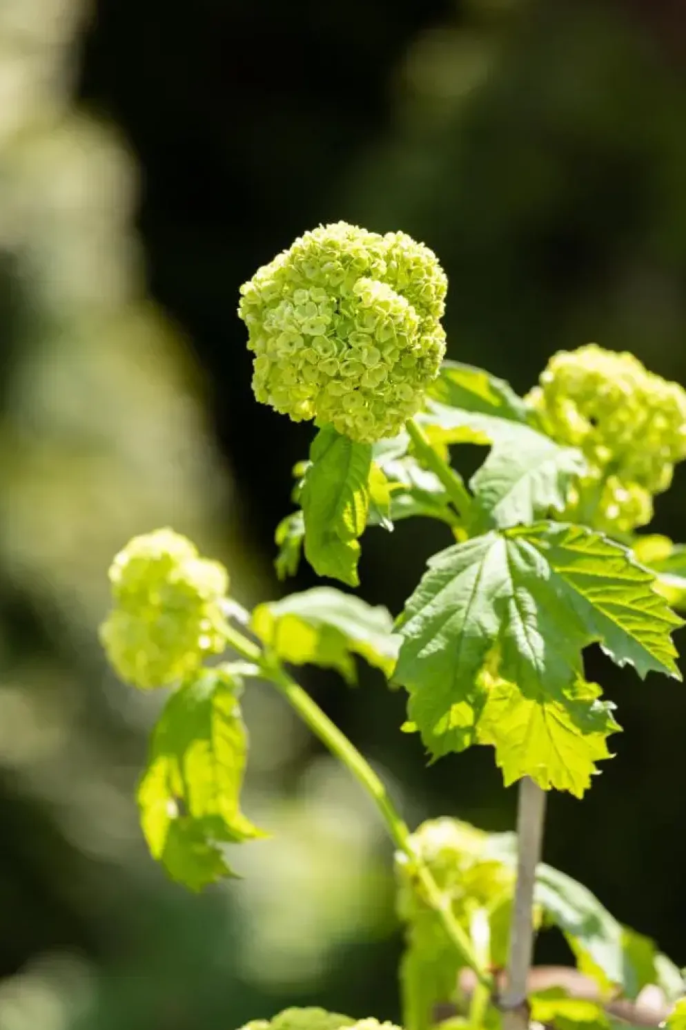 Viburnum opulus 'Roseum' (Viburnum 'Roseum')