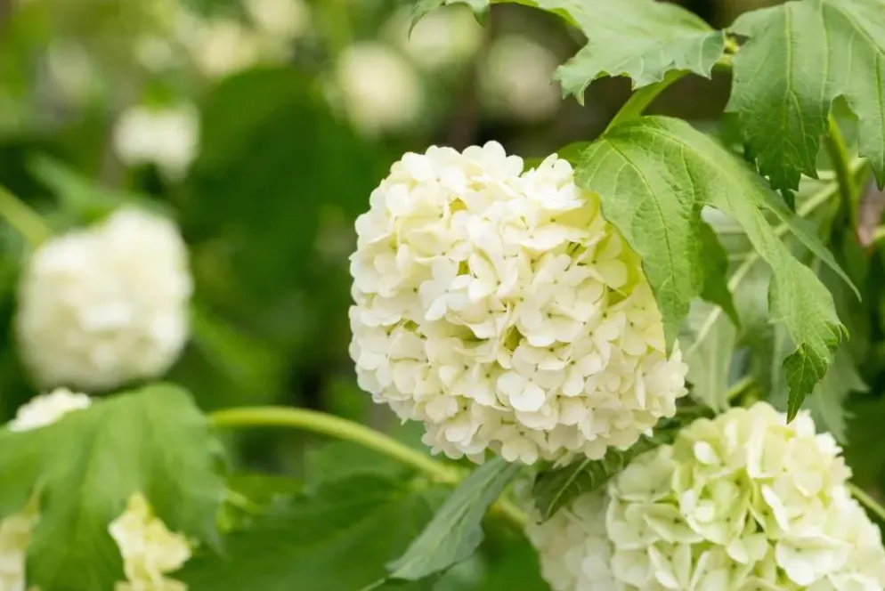 Viburnum opulus 'Roseum' (Viburnum 'Roseum')