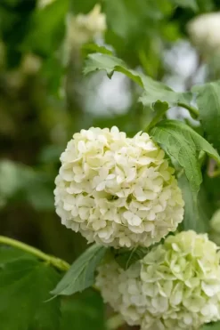 Viburnum opulus 'Roseum' (Viburnum 'Roseum')