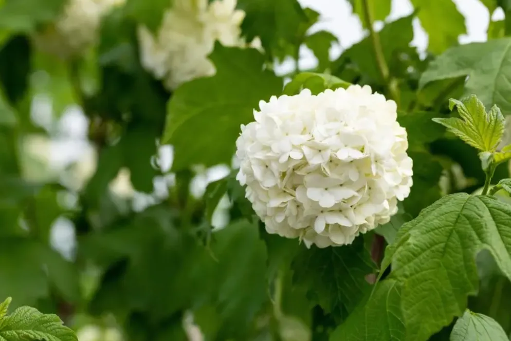 Viburnum opulus 'Roseum' (Viburnum 'Roseum')