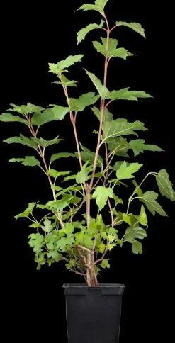 Viburnum opulus 'Roseum' (Viburnum 'Roseum')