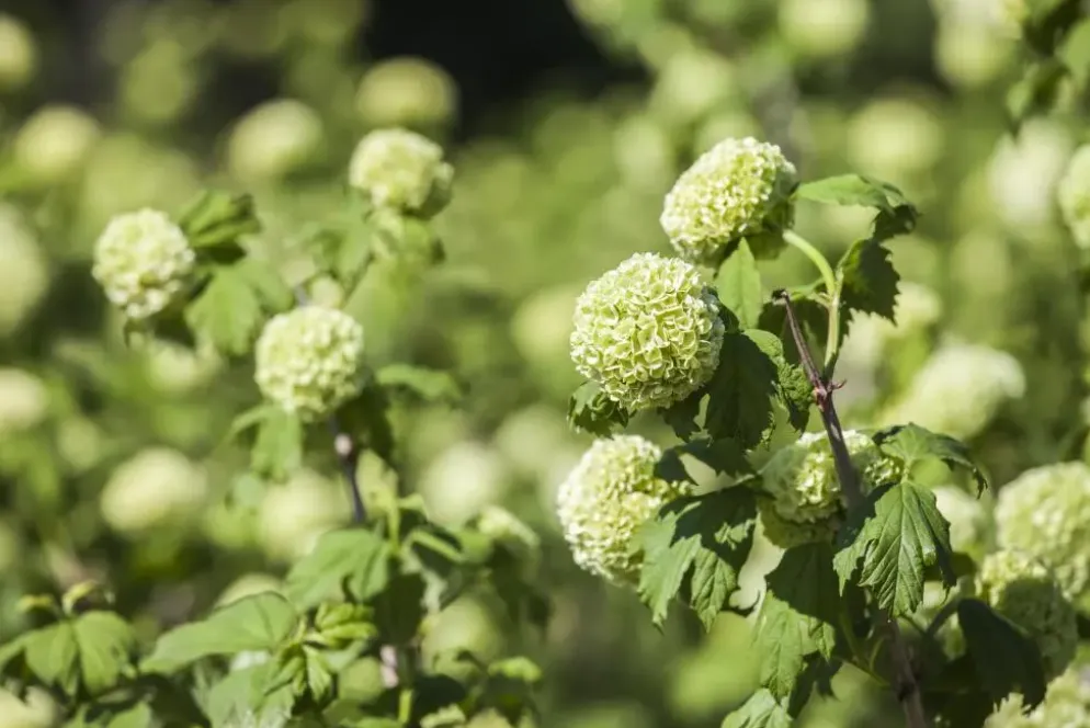Viburnum opulus 'Roseum' (Viburnum 'Roseum')