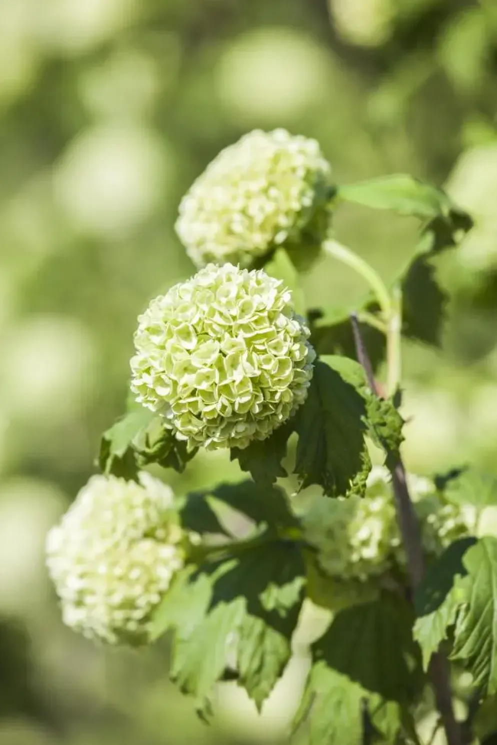 Viburnum opulus 'Roseum' (Viburnum 'Roseum')