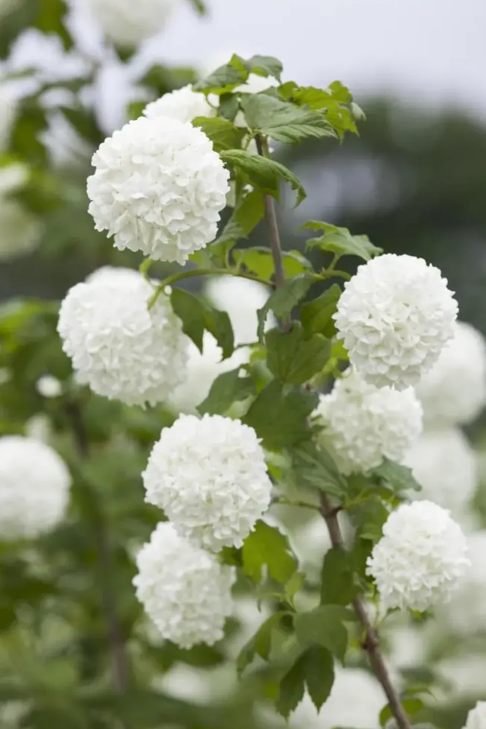 Viburnum opulus 'Roseum' (Viburnum 'Roseum')