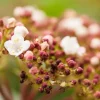 Viburnum tinus 'Loren' (Sneeuwbal 'Loren')