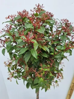 Viburnum tinus (Viburnum)