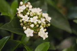 Viburnum tinus (Viburnum)