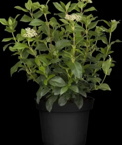 Viburnum tinus (Viburnum)