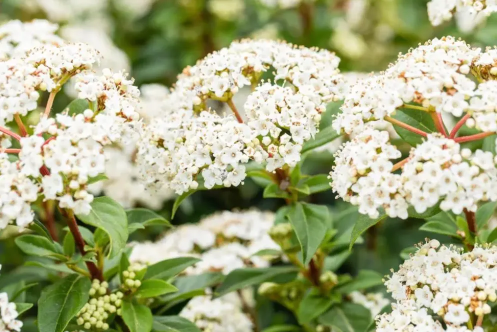 Viburnum tinus (Viburnum)
