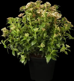 Viburnum tinus (Viburnum)