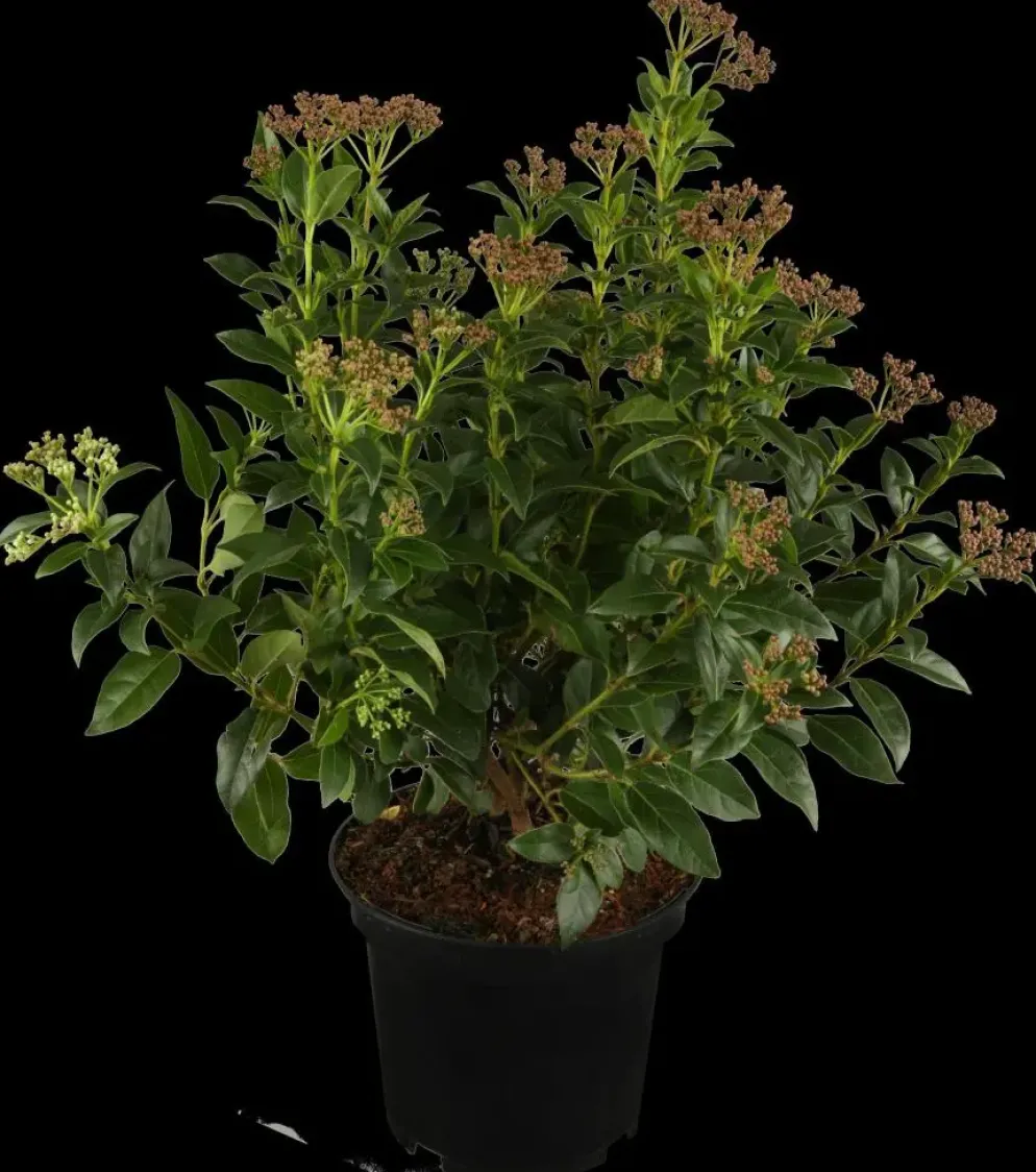 Viburnum tinus (Viburnum)