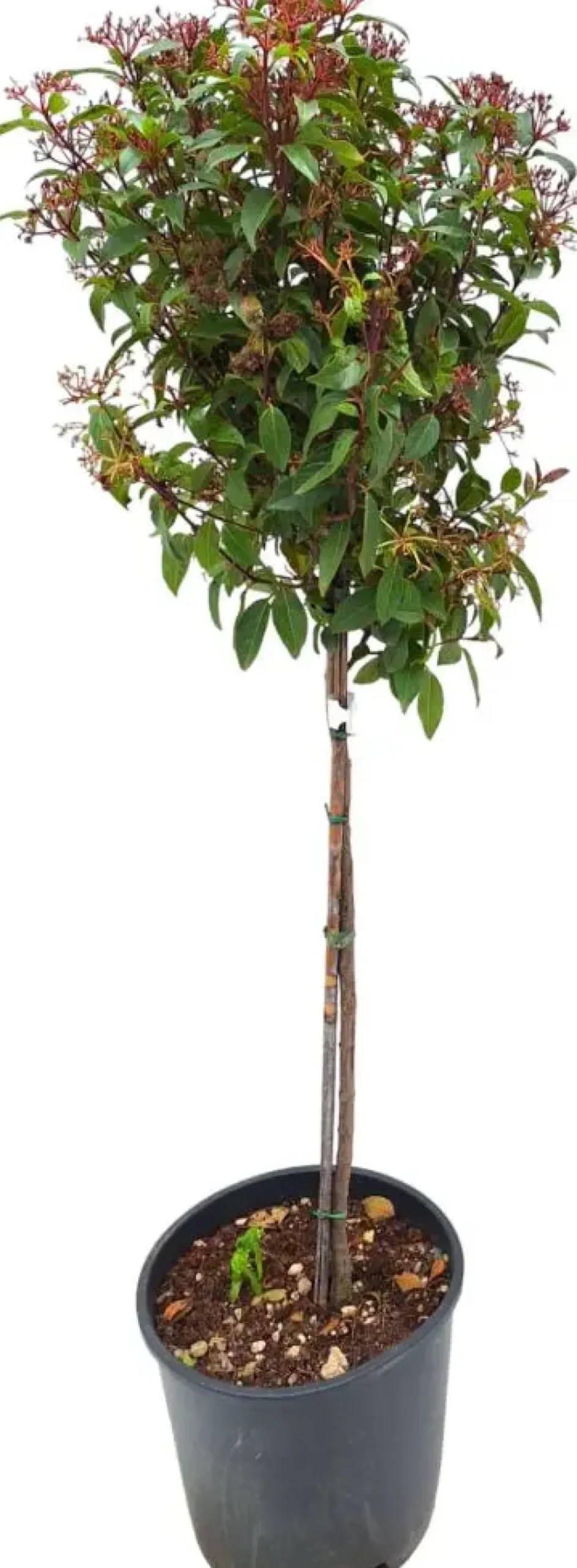 Viburnum tinus (Viburnum)