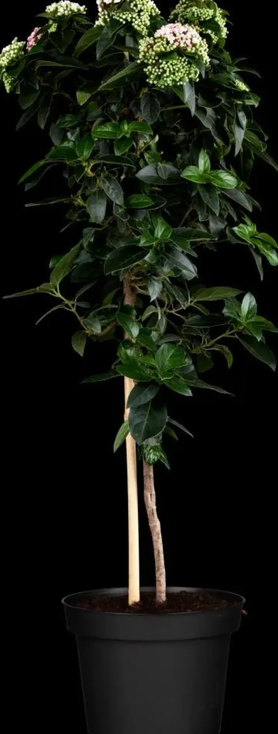 Viburnum tinus (Viburnum)