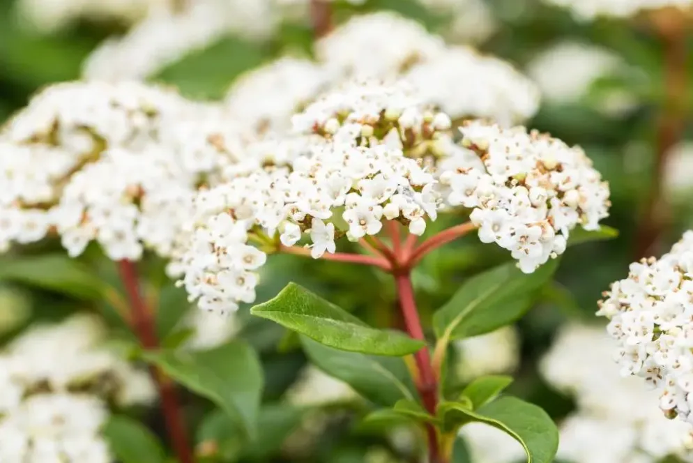 Viburnum tinus (Viburnum)