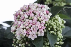 Viburnum tinus (Viburnum)