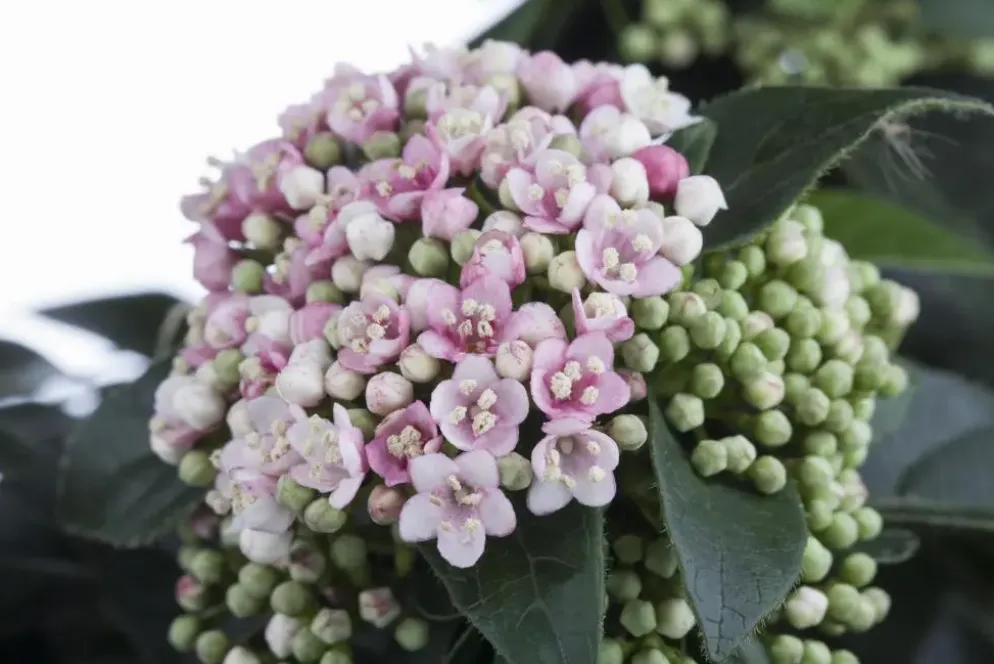 Viburnum tinus (Viburnum)