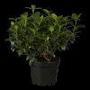Viburnum tinus (Viburnum)