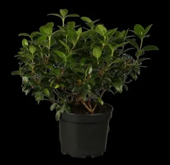Viburnum tinus (Viburnum)