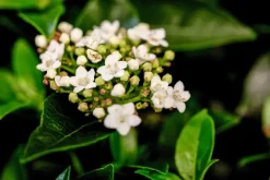 Viburnum tinus (Viburnum)