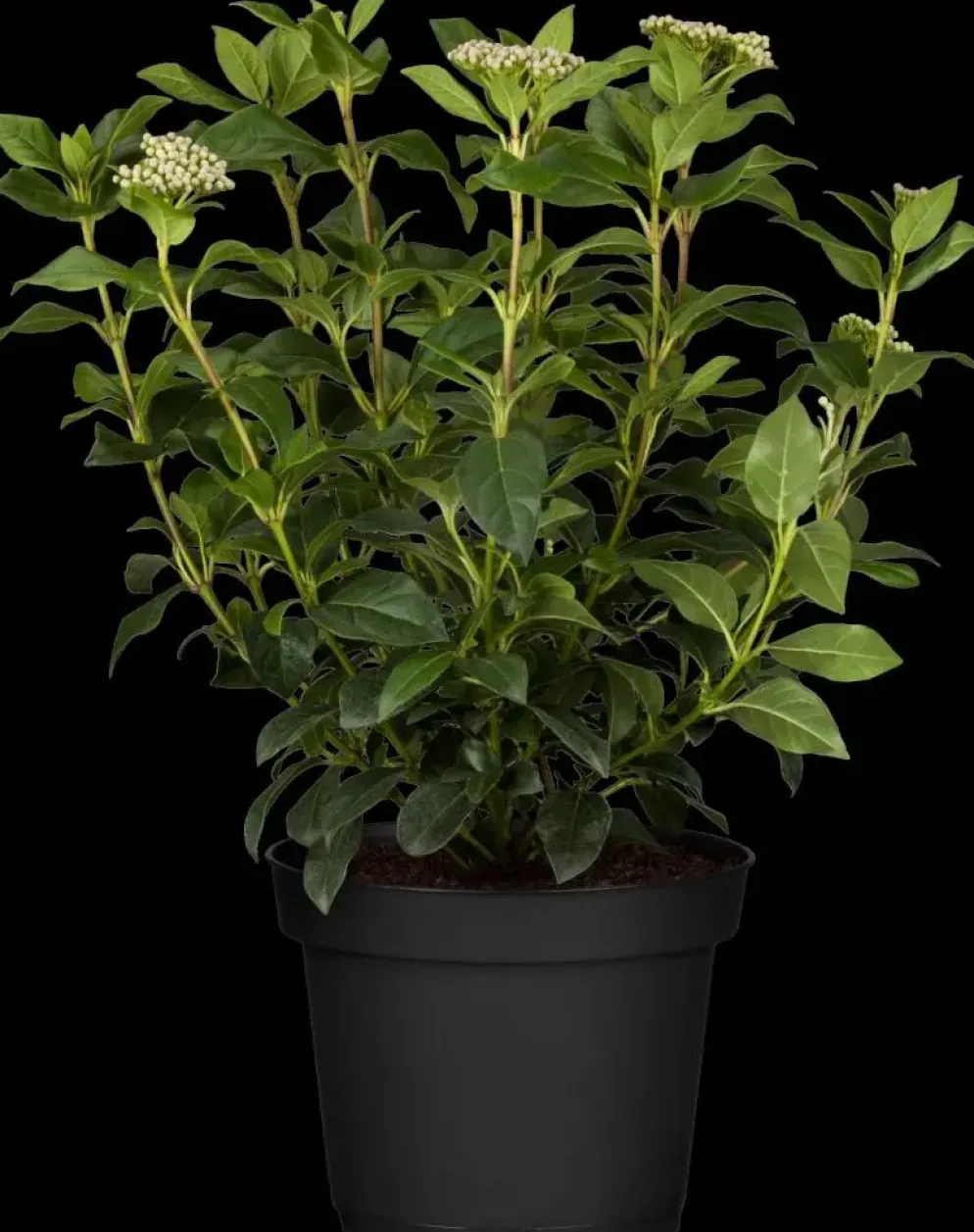 Viburnum tinus (Viburnum)