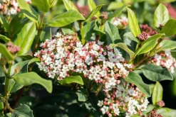 Viburnum tinus (Viburnum)