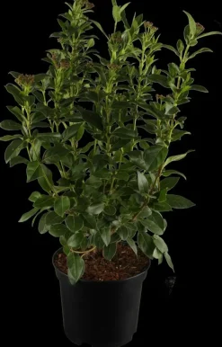 Viburnum tinus (Viburnum)