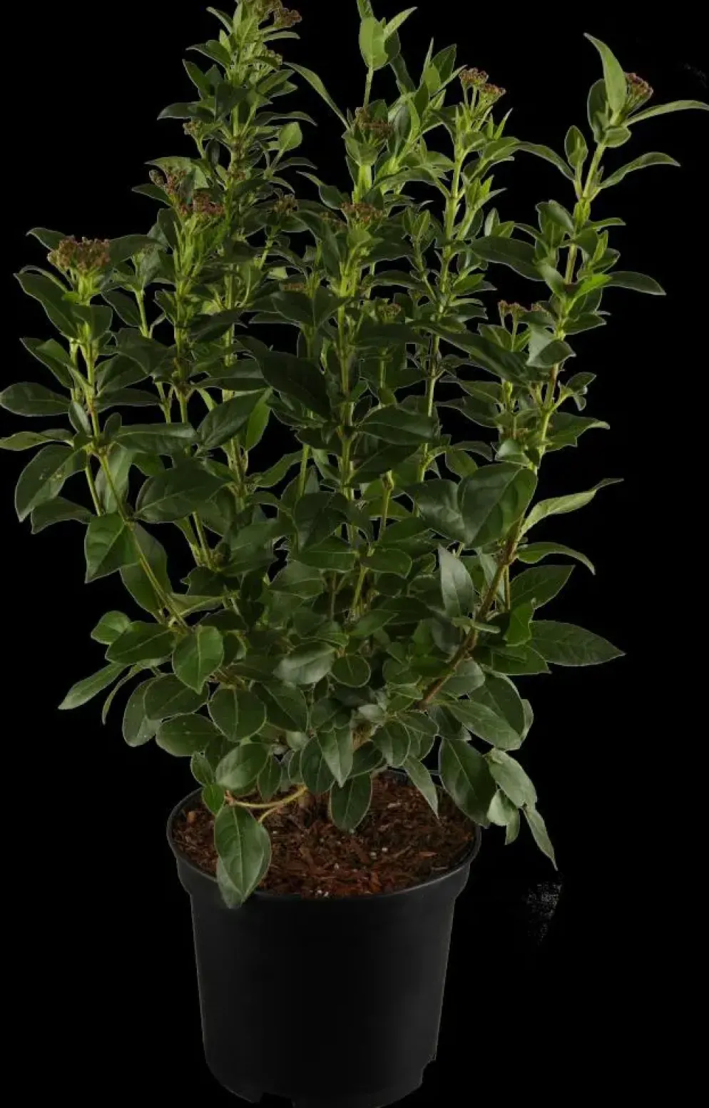 Viburnum tinus (Viburnum)