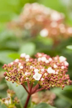 Viburnum tinus (Viburnum)