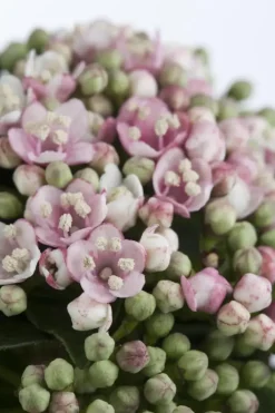 Viburnum tinus (Viburnum)